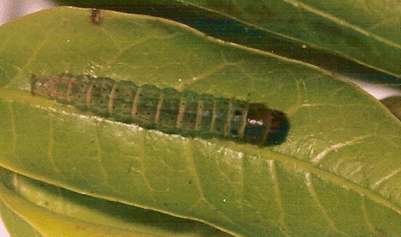 Stenoma staudingerana